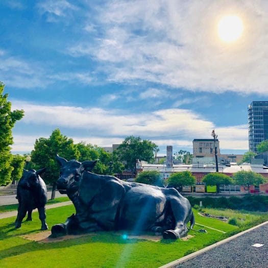 Denver Art Museum bronze cow sculpture